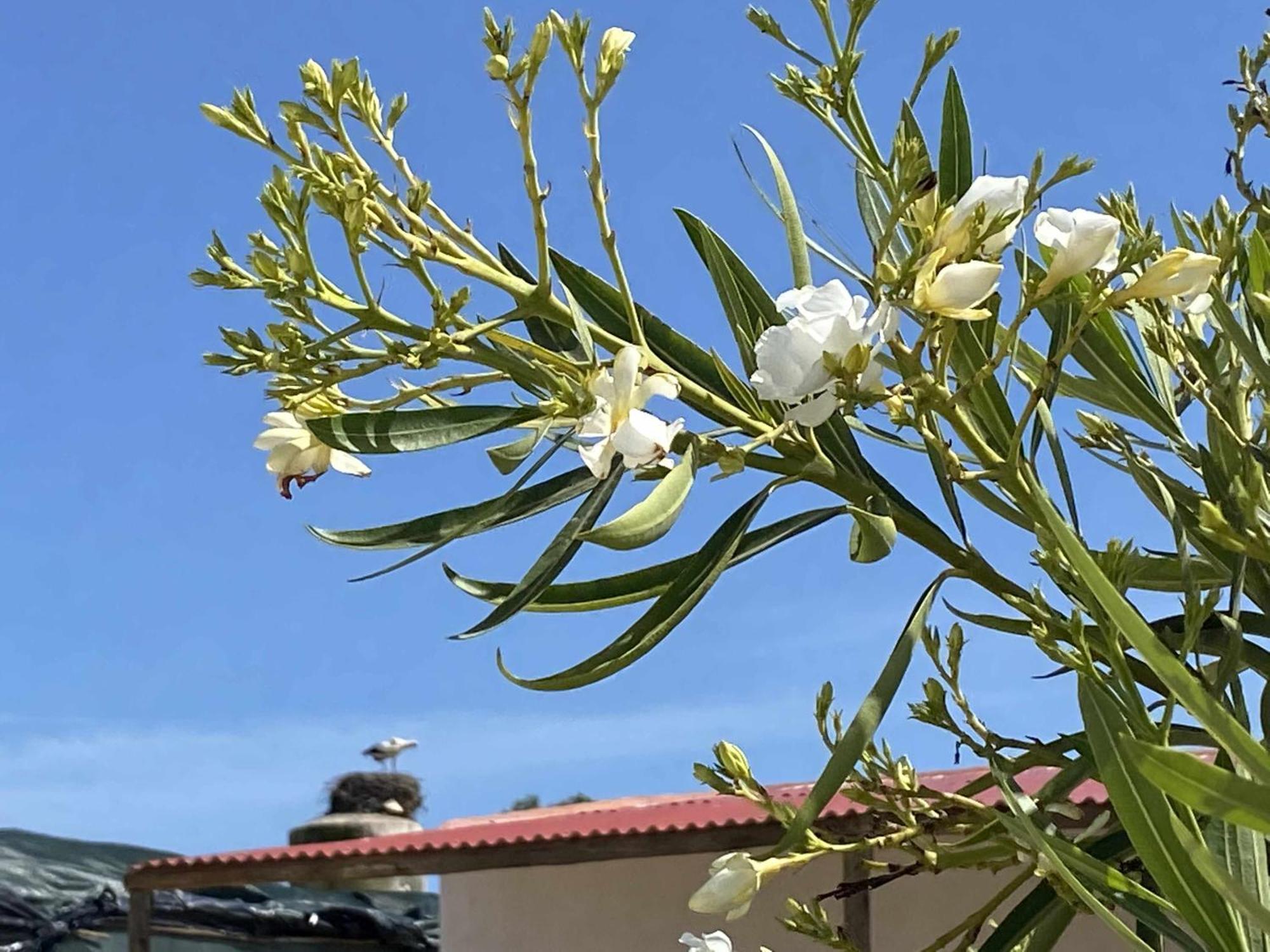 פארו Herdade Dos Salgados Do Fialho מראה חיצוני תמונה